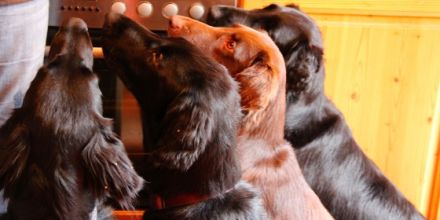 Amazing Flat Beauties