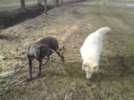 Hundepension & Hundetagesstätte Ludwig