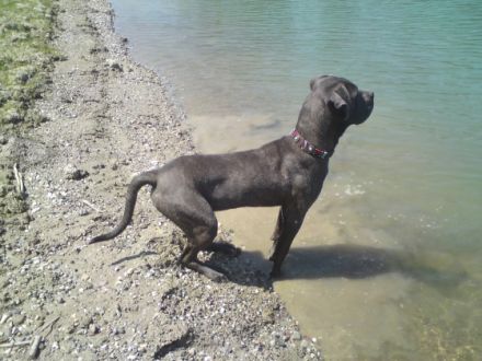 Hundepension & Hundetagesstätte Ludwig