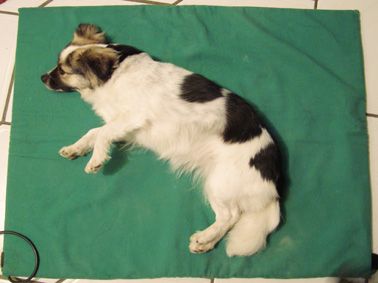 Antje Parrey - Tierphysiotherapie und Naturheilkunde