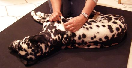 Antje Parrey - Tierphysiotherapie und Naturheilkunde