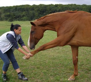 Antje Parrey - Tierphysiotherapie und Naturheilkunde