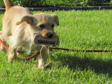 Hundeschule Wendepunkt