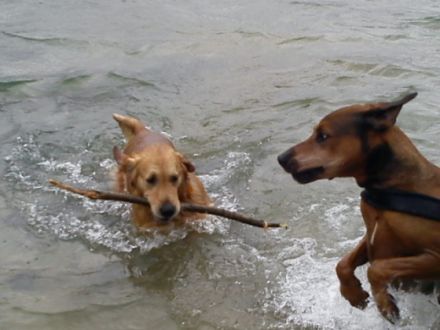 Hundepension Annett Gackowsky