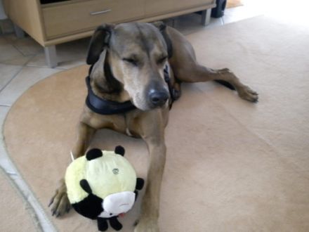 Hundepension Annett Gackowsky