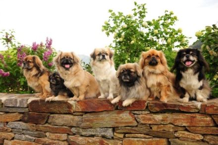 Gyalpo Zi-dschig Cen-po