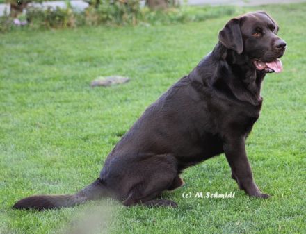 Arun-Khan of Amberfriends