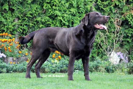 Arun-Khan of Amberfriends