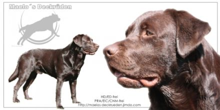 Arun-Khan of Amberfriends