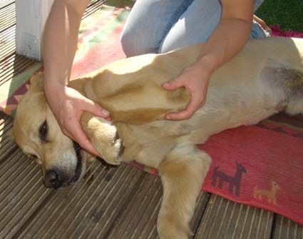 Praxis für Hundeosteopathie Marina Eßer