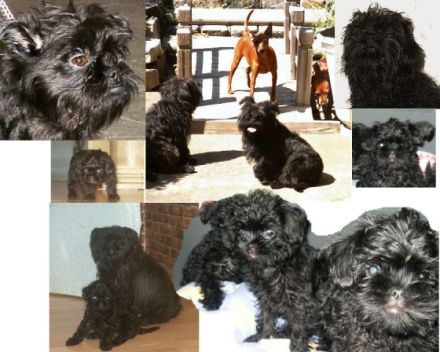 vom Reichsgraf zu Herrenheim