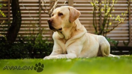 Avalon von der Feldmark