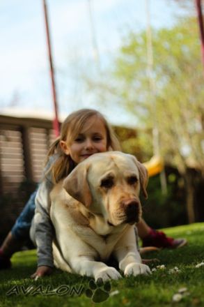 Avalon von der Feldmark