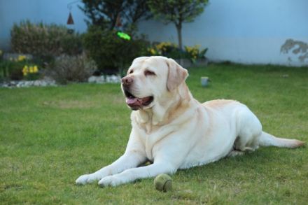 Avalon von der Feldmark