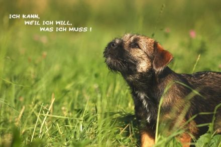 Hundeschule Bodensee-Pfoten