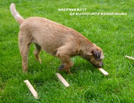 Hundeschule Bodensee-Pfoten