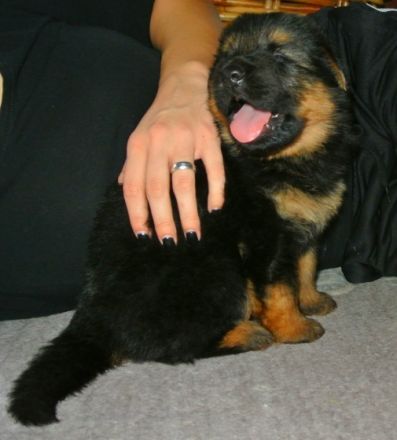 vom Altdeutschen Camp