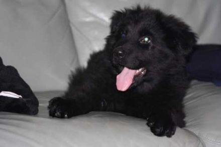 vom Altdeutschen Camp