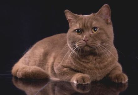 Eur. Champion Helena's Attention please Apollo