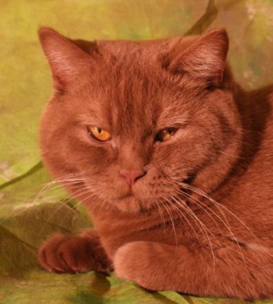 Eur. Champion Helena's Attention please Apollo