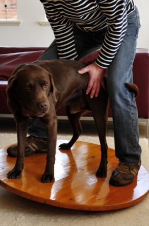 Hundephysiotherapie Bachmann