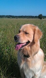 Layla`s C-Jay von Clashorn