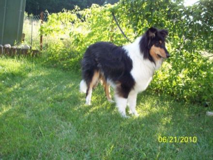 Agent Black vom Ulfenbach