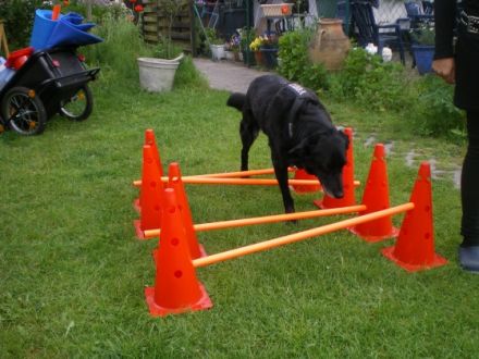 Vierbeinig fit - Heike Wohlgemuth