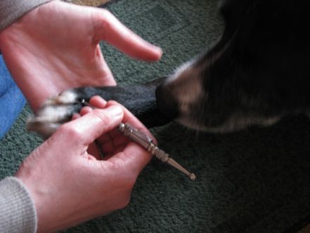 Vierbeinig fit - Heike Wohlgemuth