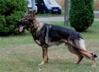 Falko vom Gimpelwald