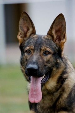 Falko vom Gimpelwald