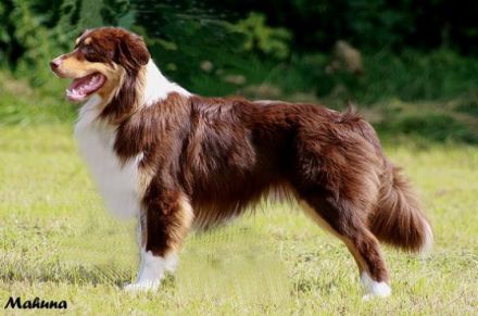 Sheeps Kin No Stone Unturned FCI & ASCA