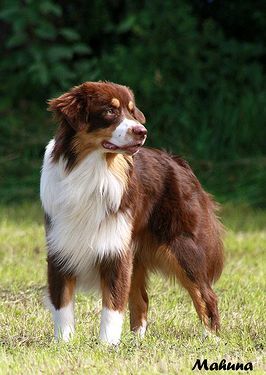 Sheeps Kin No Stone Unturned FCI & ASCA