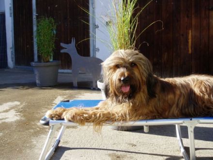 Mondenkinder Hundepension