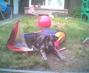 Partnertraining Mensch-Hund