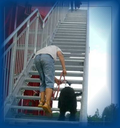 Partnertraining Mensch-Hund