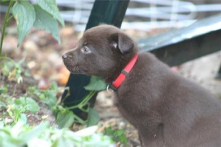 Hundepension am Wald