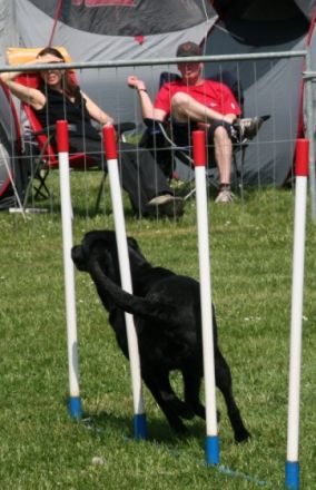 Hundesportverein Geringswalde e.V.