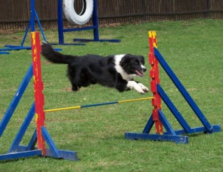 Hundesportverein Geringswalde e.V.