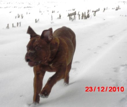 Derek von der Vorderpfalz