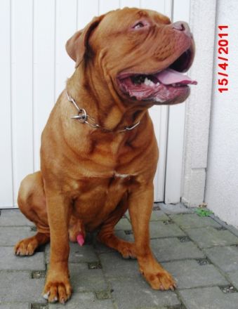 Derek von der Vorderpfalz