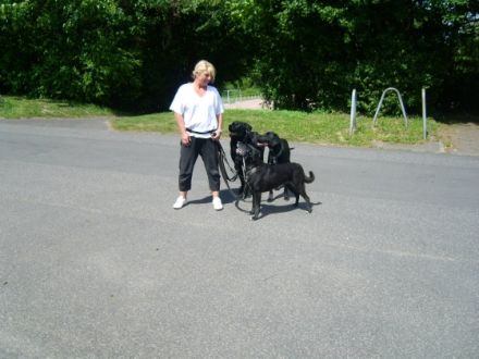 Hundeschule ohne Umwege