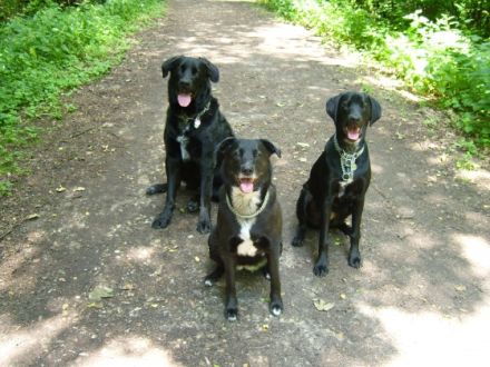 Hundeschule ohne Umwege