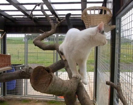 Tierherberge Chemnitz - WUFFI-Hotel