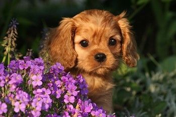 vom goldenen Mühlbach