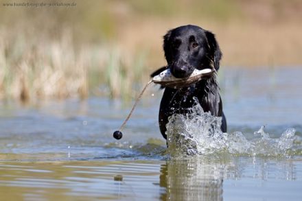 Toms Dogs School