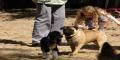Toms Dogs School