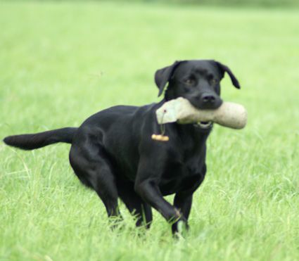 Dialog zwischen Mensch und Tier