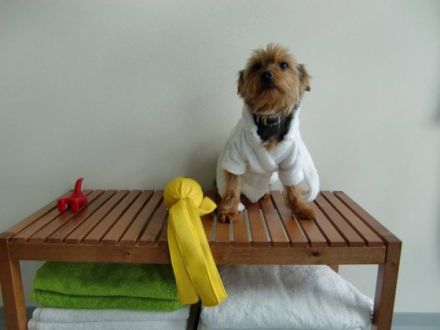 TierPhysio - Physio- und REHA-Zentrum Paderborn