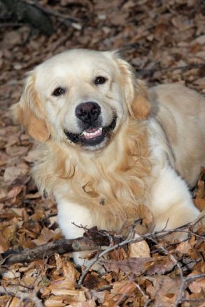 Sam Welt-Sieger DKU-EKU